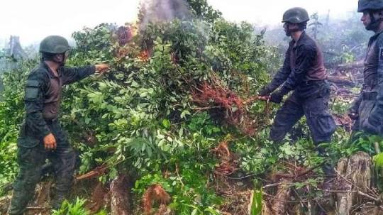 10 mil plantas de coca fueron localizadas y destruidas en Sucumbíos / Foto: cortesía Ejército
