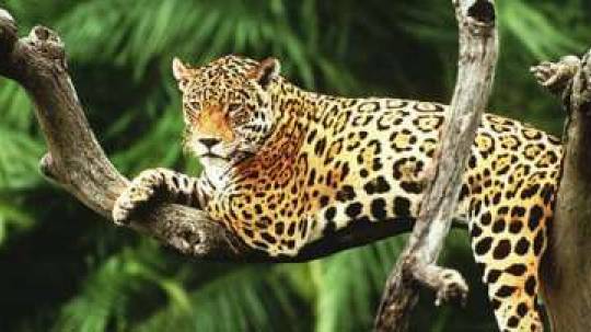IMPORTANCIA. Mantener sano al jaguar permite que este ‘proteja’ los bosques en los que habita y que estos a su vez limpien el aire. Foto: La Hora