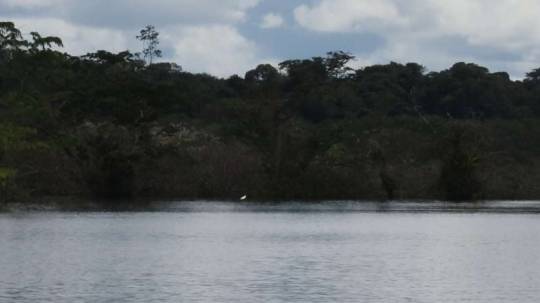 Reserva Faunística Cuyabeno - Foto: El Telégrafo
