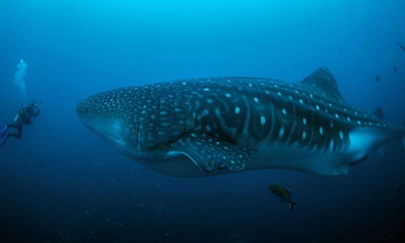 Tiburón ballena regresa a Galápagos tras salir a aguas internacionales / Foto: EFE