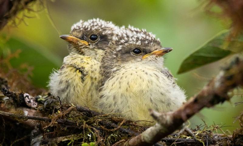 El Parque Nacional Galápagos informó de que este año nacieron siete nuevos pichones de pájaro brujo en un área del bosque de Scalesia pedunculata, en la isla Santa Cruz / foto: EFE