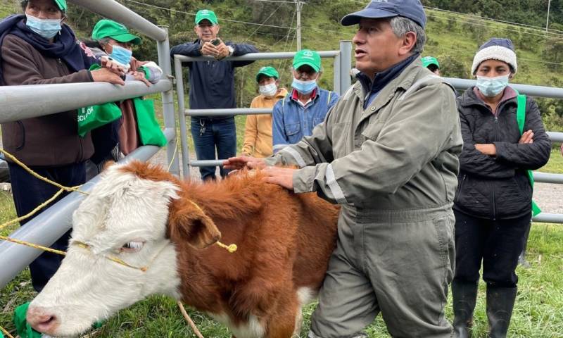 Cerca de mil bovinos serán intervenidos en esta iniciativa de la que forma parte el Gobierno Parroquial de Papallacta /  Foto: cortesía MAG