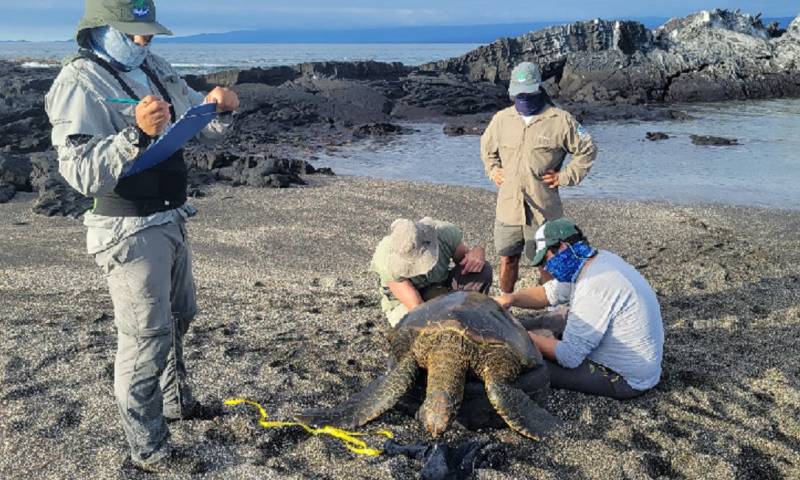 En Galápagos se realiza monitoreo de especies emblemáticas / Foto: cortesía Ministerio de Ambiente