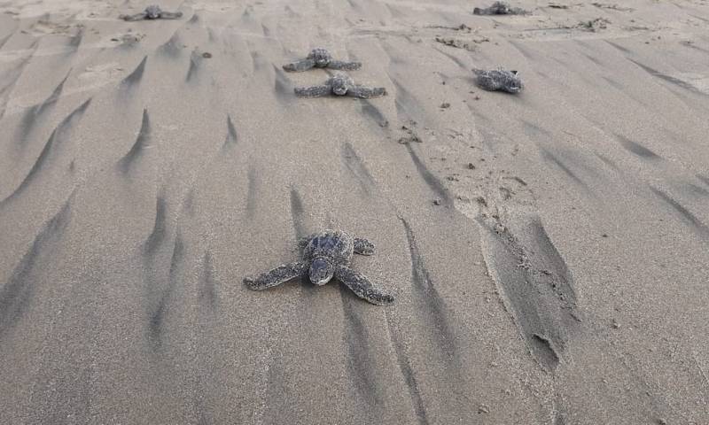 Nacen en Ecuador las primeras tortugas marinas laúd en cuatro décadas / foto EFE