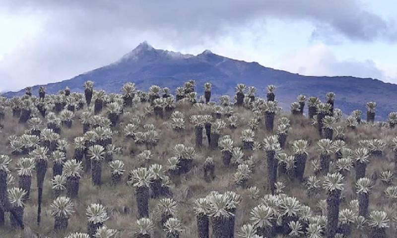 90 mil personas se benefician con el pago de 4,5 millones como parte de Socio Bosque / Foto: Cortesia del Ministerio de Medio Ambiente