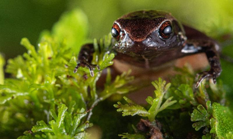 Nueva especie de rana diminuta fue descubierta en Mindo / Foto: cortesía Ministerio de Ambiente