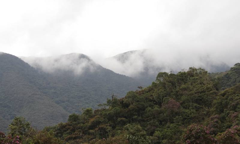 Los bosques andinos son clave para la mitigación del cambio climático / Foto: El Oriente
