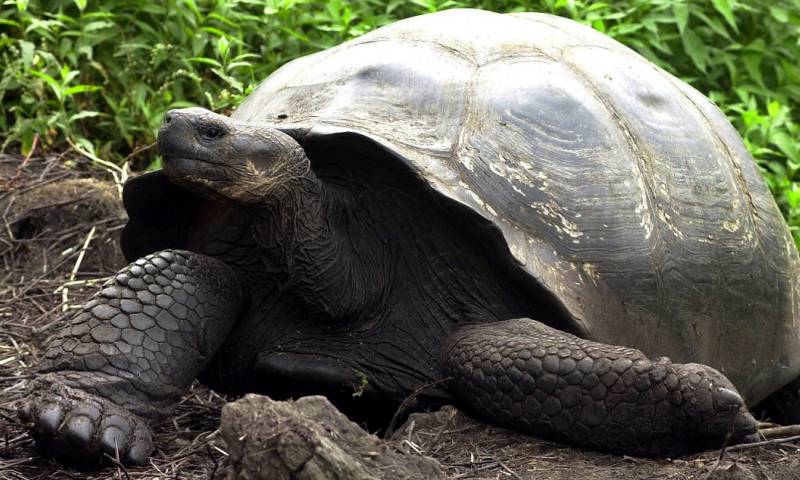 Un grupo de científicos del Parque Nacional Galápagos y de la Universidad San Francisco de Quito efectuaron en los últimos 16 días este censo / Foto: EFE