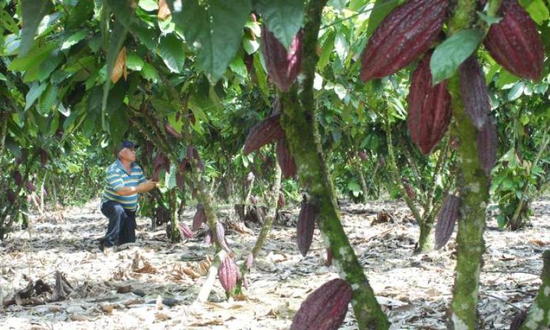 La ejecución de este plan se dará en colaboración con el Ministerio de Agricultura y la Embajada de los EE.UU. Foto: Expreso