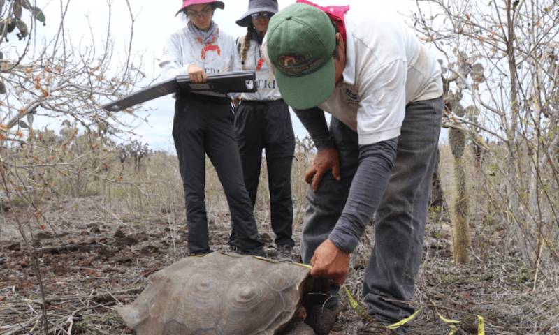 742 tortugas introducidas en isla Santa Fe se desarrollan favorablemente / Foto: cortesía ministerio de Ambiente