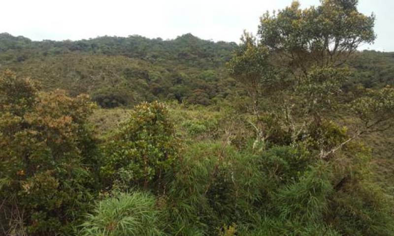 El bosque está ubicado a 40 minutos de Jima, en la vecina parroquia San Miguel de Cuyes, cantón Gualaquiza, Morona Santiago. Foto: El Comercio