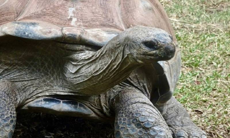 La Fiscalía los acusó por transportar 84 tortugas terrestres gigantes y 5 iguanas doradas provenientes de Galápagos, especies protegidas / Foto: cortesía Fiscalía