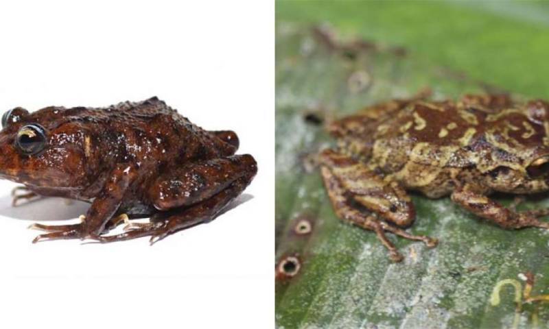 Izquierda: rana Lynchius megacephalus (cabeza grande), su descubrimiento se anunció la semana anterior. Derecha: rana de la especie Pristimantis mallii, descubierta el martes 19 de marzo. Foto: EL TELÉGRAFO 