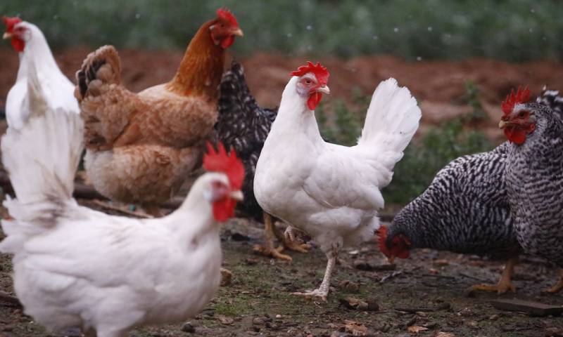 Dos millones de aves serán vacunadas contra la influenza aviar / Foto: EFE