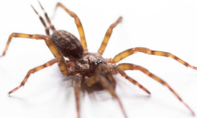 La expedición estuvo liderada por investigadores de la Universidad San Francisco de Quito (USFQ)/ Foto: Cortesía Pedro Peñaherrera