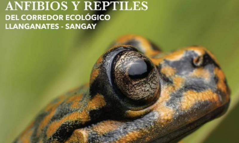 Es una de las zonas más diversas en población de reptiles y anfibios en el mundo./ Foto: cortesía WWF Ecuador