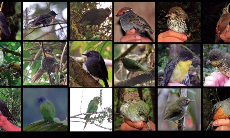 Ecuador registra 501 especies de aves en la cordillera del Kutukú / Foto: cortesía Ministerio Ambiente