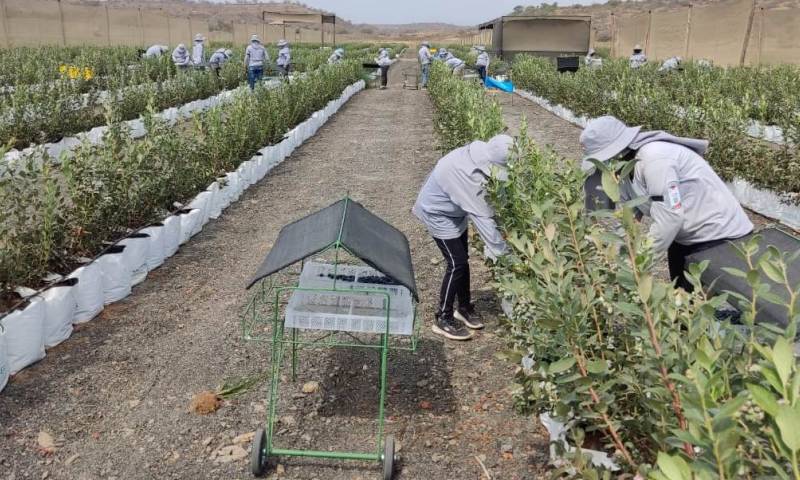 El 25 de septiembre, la empresa Hortifrut exportó un cargamento de 5 toneladas hacia Holanda por vía marítima / Foto: cortesía ministerio de Agricultura