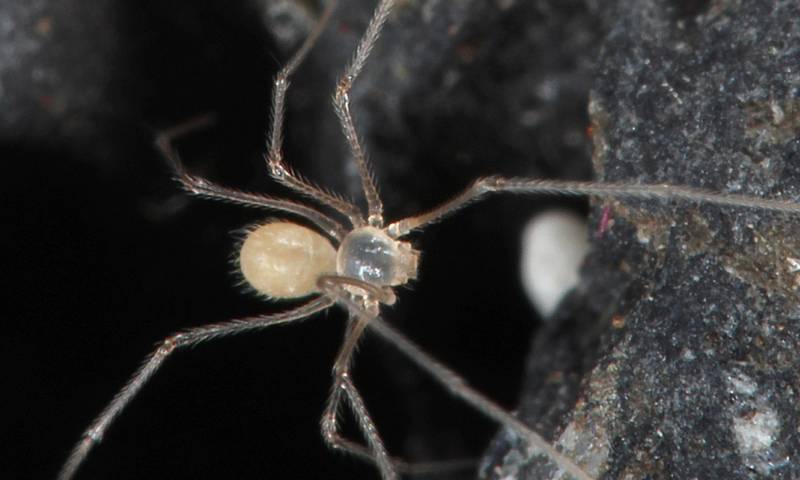 Una nueva investigación en el archipiélago ecuatoriano de las Islas Galápagos describió tres nuevas especies de arañas / Foto: EFE