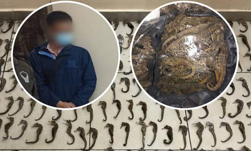 Un ciudadano chino fue detenido en Guayaquil con 213 caballitos de mar / Foto: cortesía Ministerio de Ambiente