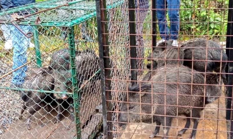 El proceso comenzó con el traslado de los saínos a la zona municipal ‘Orillas del Zamora’ / Foto: cortesía MAATE