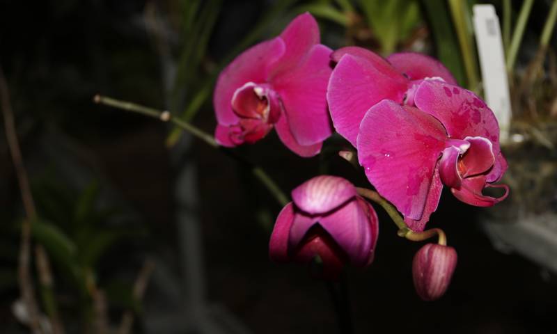 Orquídeas, un tesoro escondido en la Amazonía ecuatoriana / Fotos: El Oriente