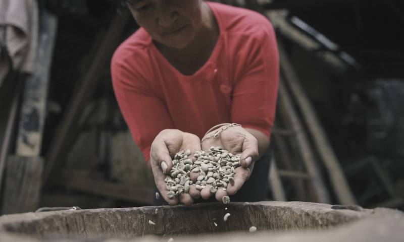 El café es parte esencial de la identidad e historia de Ecuador y desde hace 200 años, este producto ha permitido el desarrollo económico y productivo del país / Foto: cortesía UTPL