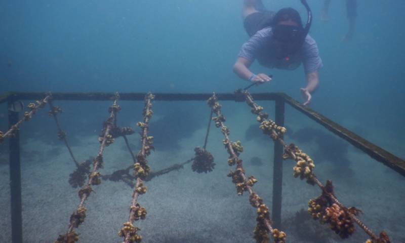 Los corales han sido criados en viveros, conocidos coloquialmente como "guarderías" / Foto: EFE