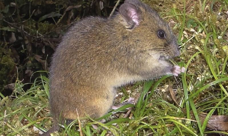 Nueva especie de ratón andino en el Parque Nacional Sangay fue descrita / Foto: cortesía revista científica Vertebrate Zoology