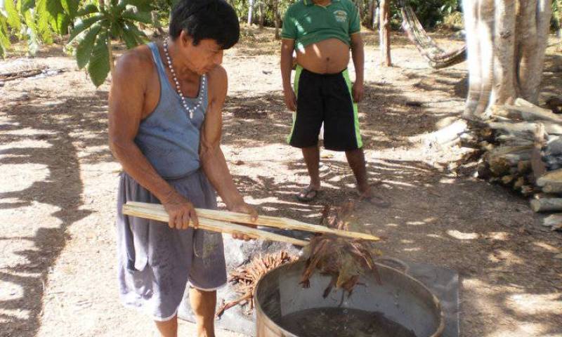 Planta de ayahuasca, la conocida liana amazónica que se usa para preparar la bebida alucinógena.  Foto: El País