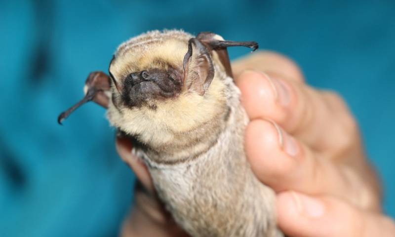 El diminuto mamífero volador de Galápagos que tiene de cabeza a científicos / Foto: EFE