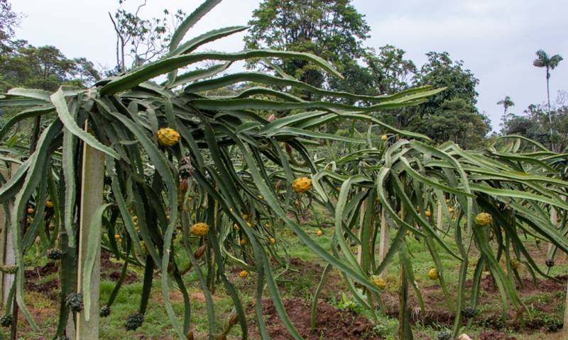 En Palora, aproximadamente 4.500 hectáreas de cultivo de pitahaya amarilla dan vida a un floreciente sector agrícola / Foto: El Oriente 