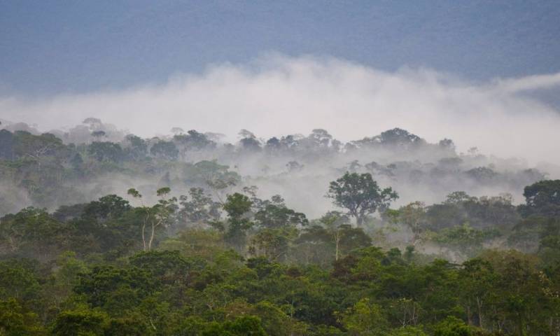 Piden a Ecuador y Perú liderar "Plan biorregional" para salvar la Amazonía/ Foto: EFE