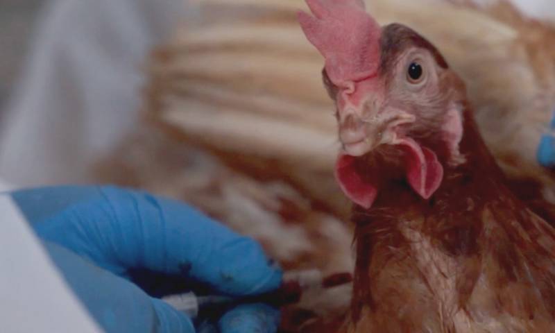 Los técnicos trabajan para que los protocolos del uso de la vacuna cumplan con las recomendaciones de la OMSA / Foto: cortesía Agrocalidad 