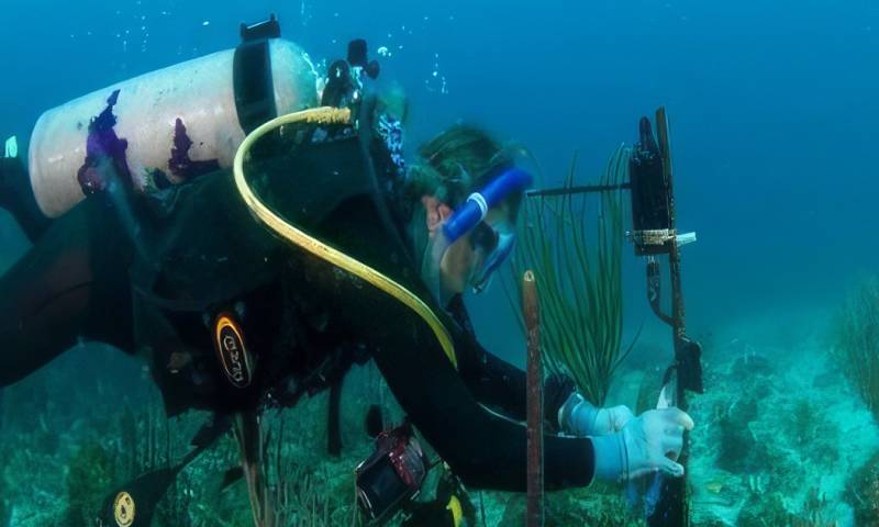 Los científicos concluyeron que los hidrófonos combinados con la IA son una potente herramienta para vigilar la abundancia de peces en el ecosistema/ Foto: Cortesía EFE