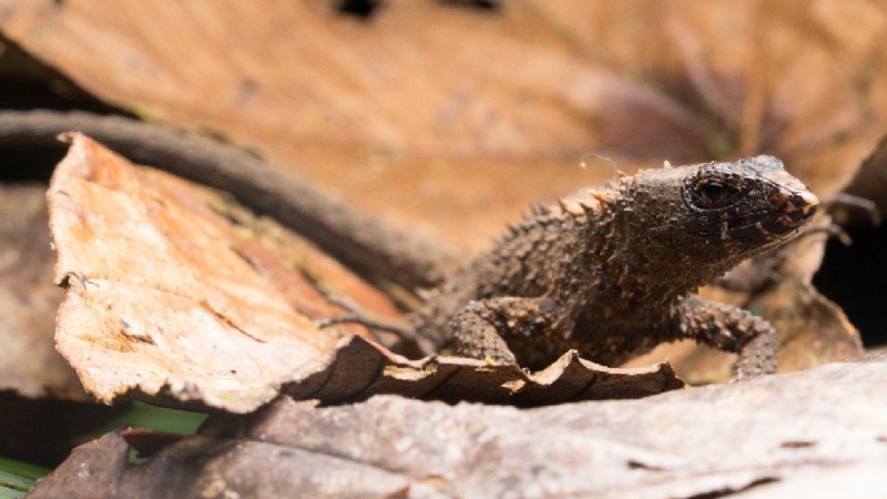 Una nueva especie de lagarto espinoso neotropical fue descrita en Imbabura y Carchi / Foto: cortesía Ministerio de Ambiente  