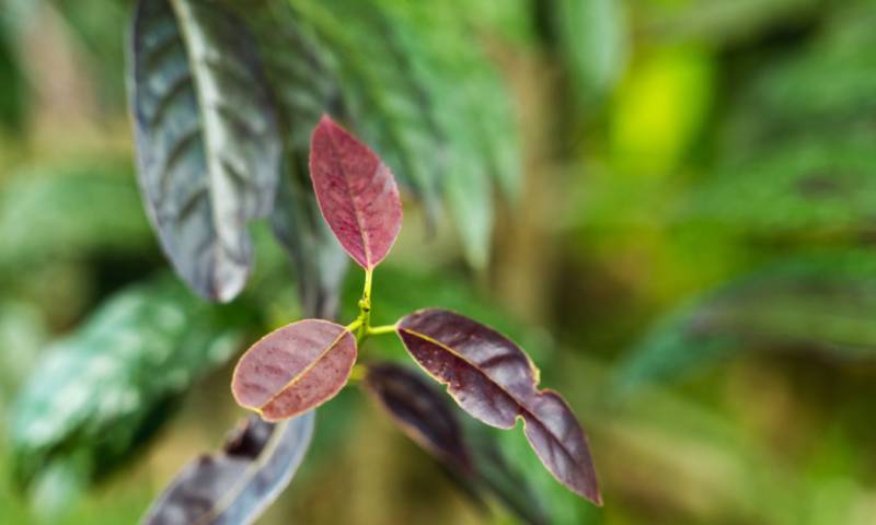 La selva amazónica cuenta con plantas para diferentes propósitos, entre las que se encuentran las medicinales. / Foto: Shuttestock