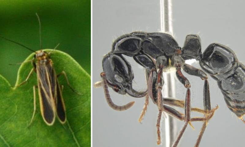 Describieron la hormiga tigre de Mashpi y la Chimarra Mashpi, dos ejemplares que hasta el momento se encontraban en investigación para ser oficialmente reconocidas / Foto: cortesía Primicias 