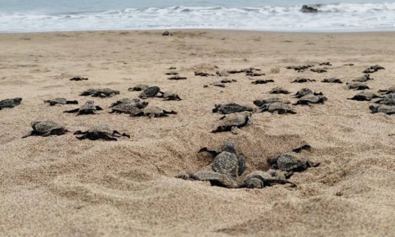 Más de 42 mil tortugas marinas han nacido en Esmeraldas desde el 2019 / Foto: Ministerio de Medio Ambiente