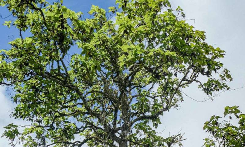 La Scalesia es un género de varias especies endémicas de plantas de Galápagos, anotó este domingo la FCD / Foto: cortesía Fundación Darwin