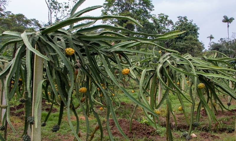 El MAAP cifró en al menos 160 las hectáreas de bosques amazónicos que se han perdido desde 2019 hasta la fecha en el cantón Palora, en Morona Santiago / Foto: El Oriente 