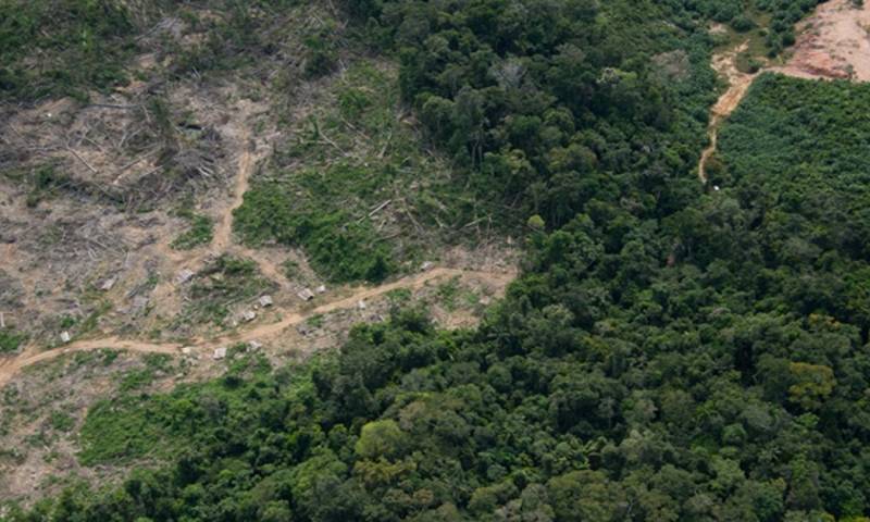 "El tráfico de drogas puede provocar deforestación de manera directa e indirecta", resalta el documento elaborado por la JIFE / Foto: cortesía WWF