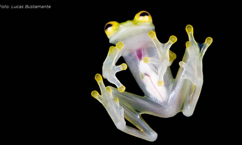 Dos nuevas especies de ranas de cristal fueron descubiertas en Ecuador / Foto: cortesía ministerio de Ambiente