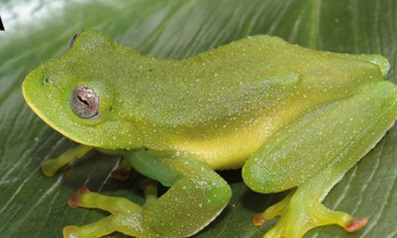 Las nuevas especies son de tamaño pequeño (menos de 30 milímetros), tienen el dorso verde y espinas humerales adaptadas en machos para la disputa territorial/ Foto: cortesía PeerJ