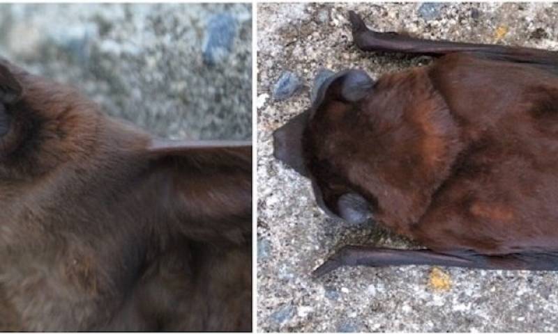 Describen nueva especie de murciélago en los Andes de Colombia, Perú y Ecuador / Foto EFE