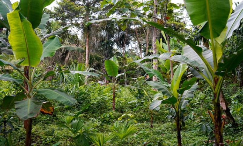 En la ceremonia se pusieron en valor las "chakras" indígenas de los Andes y de la provincia de Napo de la Amazonía de Ecuador/ Foto: cortesía FAO