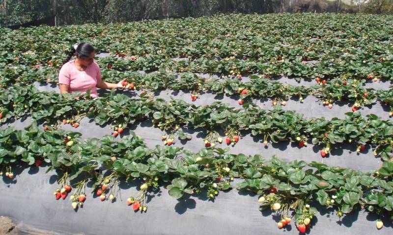 España busca 250 agricultores ecuatorianos / Foto: cortesía de la cancillería