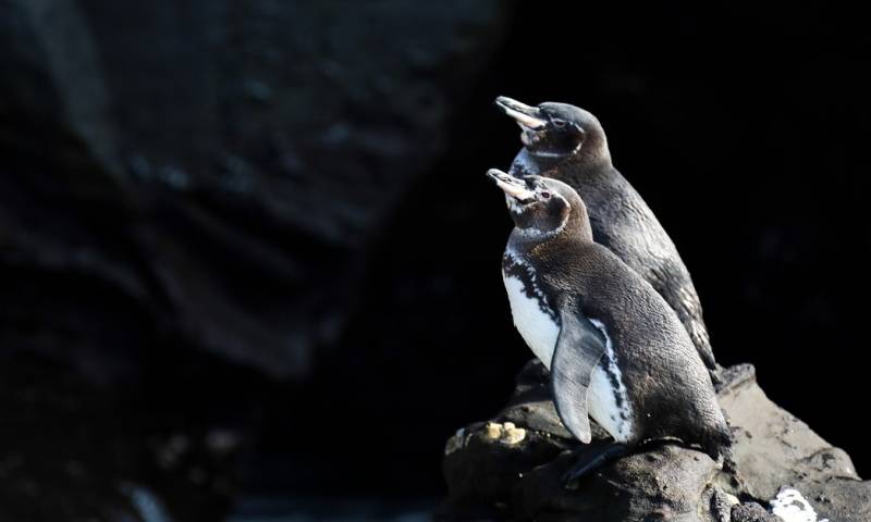 La población de pingüinos y cormoranes alcanza una cifra récord en las Islas Galápagos. Foto: EFE