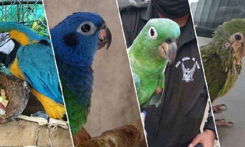 Cuatro aves víctimas de tenencia ilegal fueron rescatadas/ Foto: cortesía Ministerio de Ambiente