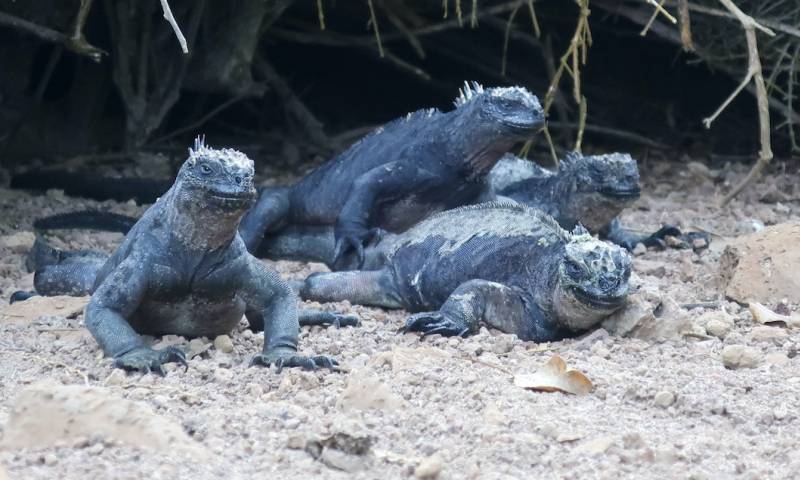 Tras el rastro de la iguana de Galápagos, el único lagarto marino del mundo / Foto: EFE